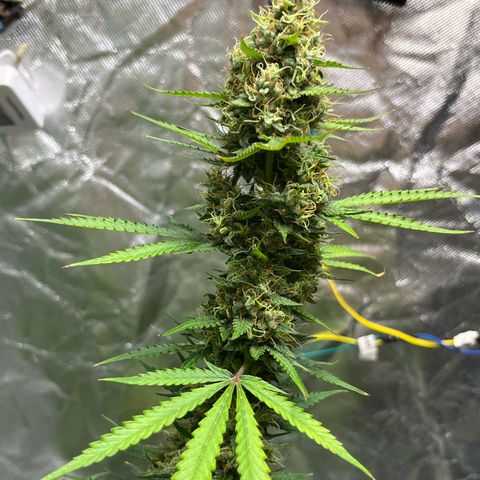 Blueberry Zkittlez Automatic growlog timeline photo