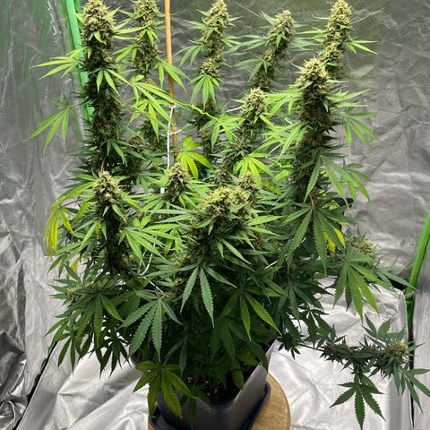 Blueberry Zkittlez Automatic growlog timeline photo