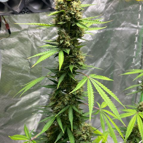 Blueberry Zkittlez Automatic growlog timeline photo