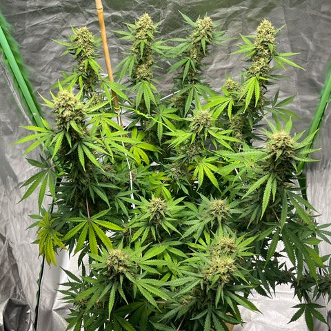 Blueberry Zkittlez Automatic growlog timeline photo