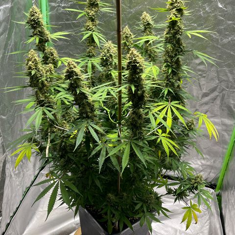 Blueberry Zkittlez Automatic growlog timeline photo