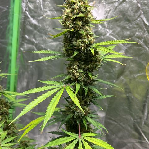 Blueberry Zkittlez Automatic growlog timeline photo