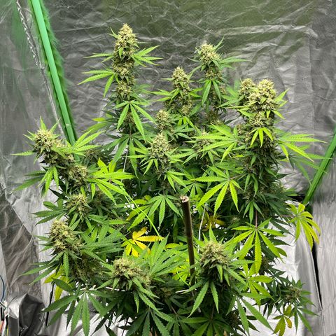 Blueberry Zkittlez Automatic growlog timeline photo
