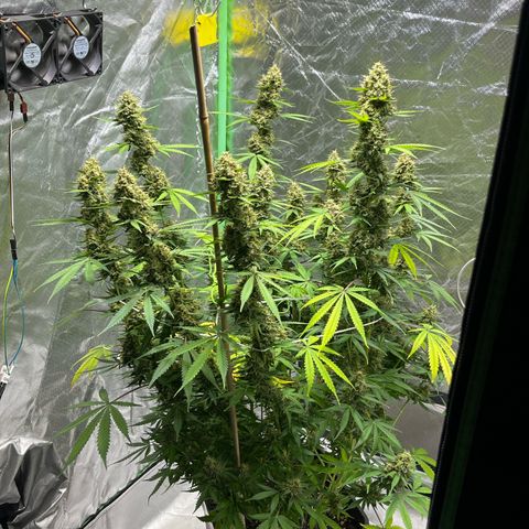Blueberry Zkittlez Automatic growlog timeline photo
