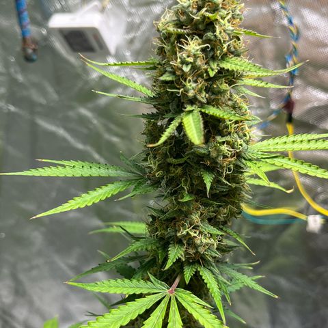 Blueberry Zkittlez Automatic growlog timeline photo