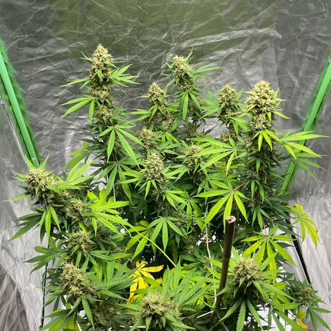 Blueberry Zkittlez Automatic growlog timeline photo