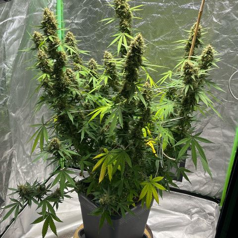 Blueberry Zkittlez Automatic growlog timeline photo
