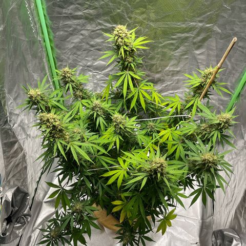 Blueberry Zkittlez Automatic growlog timeline photo