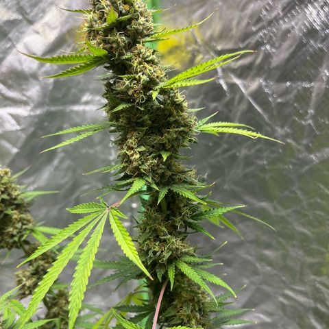 Blueberry Zkittlez Automatic growlog timeline photo