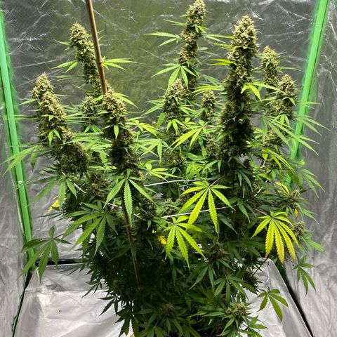 Blueberry Zkittlez Automatic growlog timeline photo