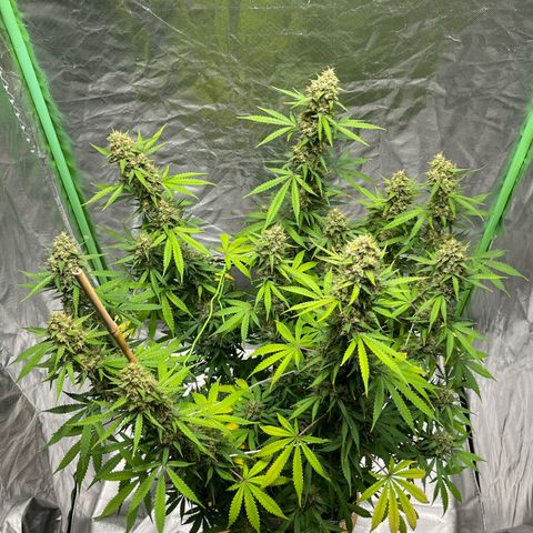 Blueberry Zkittlez Automatic growlog timeline photo