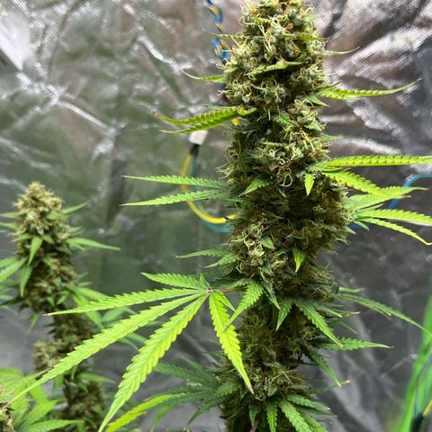 Blueberry Zkittlez Automatic growlog timeline photo