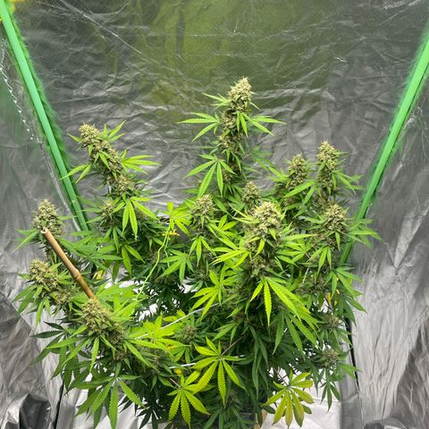 Blueberry Zkittlez Automatic growlog timeline photo