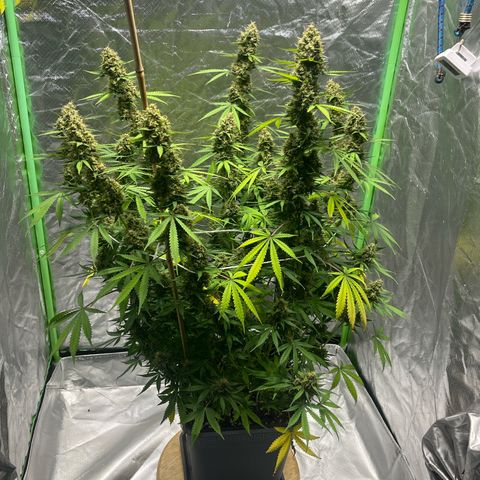 Blueberry Zkittlez Automatic growlog timeline photo