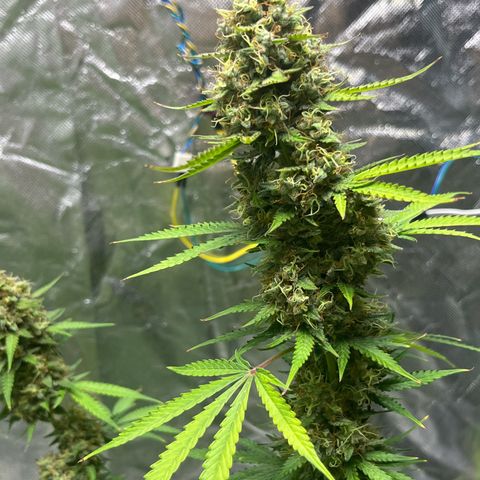 Blueberry Zkittlez Automatic growlog timeline photo