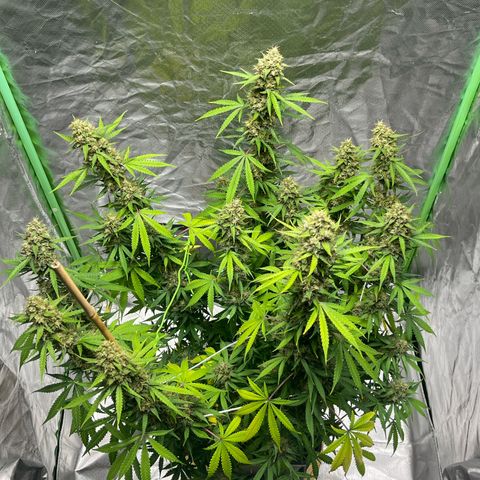 Blueberry Zkittlez Automatic growlog timeline photo