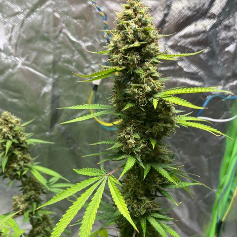 Blueberry Zkittlez Automatic growlog timeline photo
