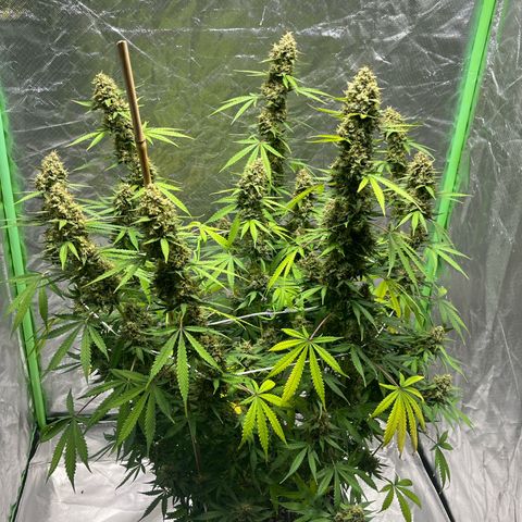 Blueberry Zkittlez Automatic growlog timeline photo