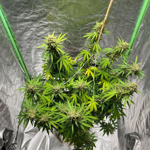 Blueberry Zkittlez Automatic growlog timeline photo