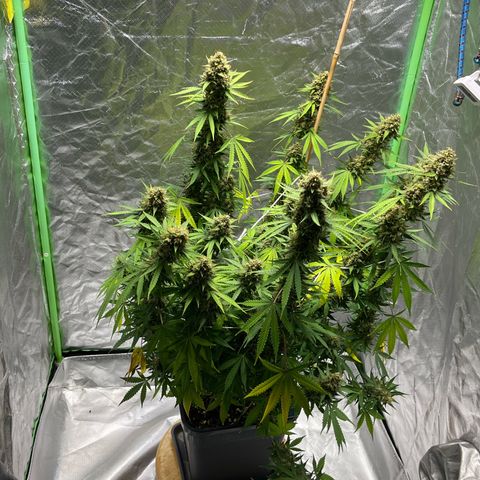 Blueberry Zkittlez Automatic growlog timeline photo