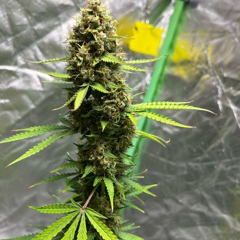 Blueberry Zkittlez Automatic growlog timeline photo