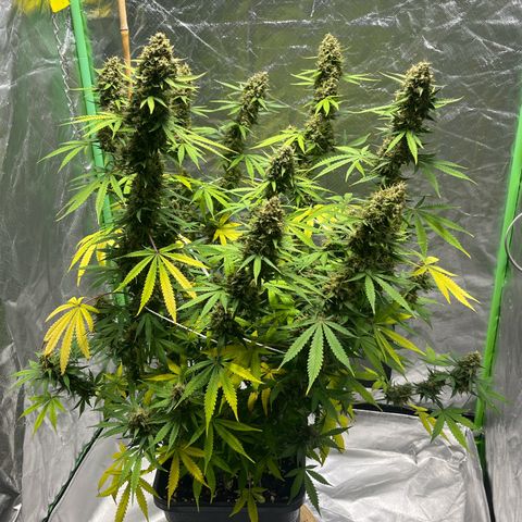 Blueberry Zkittlez Automatic growlog timeline photo