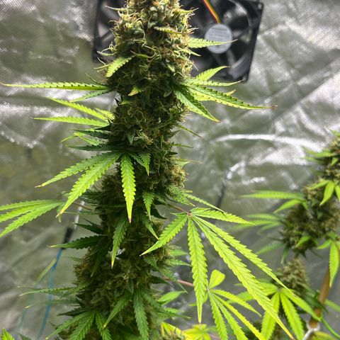 Blueberry Zkittlez Automatic growlog timeline photo