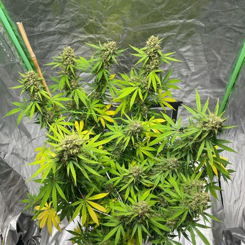 Blueberry Zkittlez Automatic growlog timeline photo