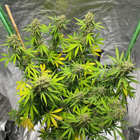 Blueberry Zkittlez Automatic growlog timeline photo