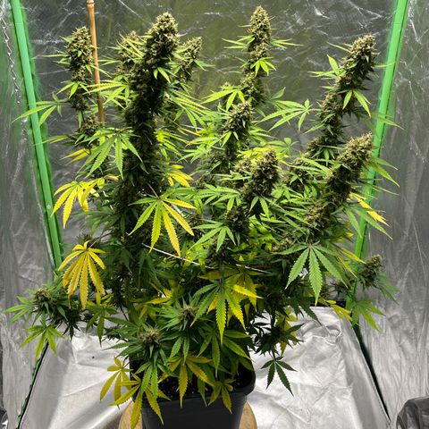 Blueberry Zkittlez Automatic growlog timeline photo