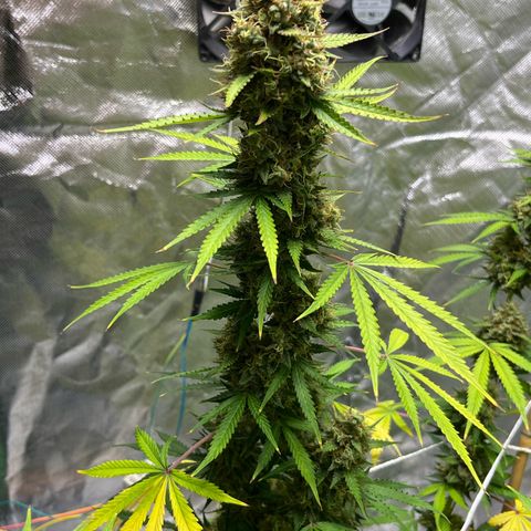 Blueberry Zkittlez Automatic growlog timeline photo