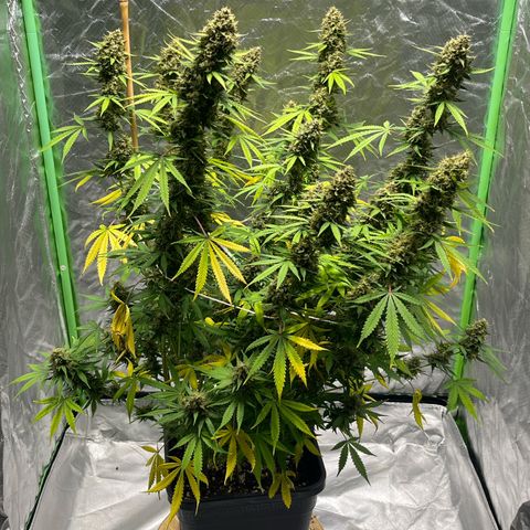 Blueberry Zkittlez Automatic growlog timeline photo