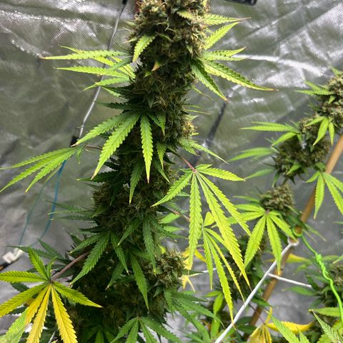 Blueberry Zkittlez Automatic growlog timeline photo