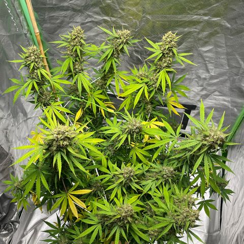 Blueberry Zkittlez Automatic growlog timeline photo
