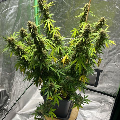 Blueberry Zkittlez Automatic growlog timeline photo
