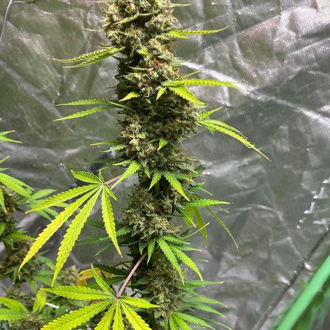 Blueberry Zkittlez Automatic growlog timeline photo