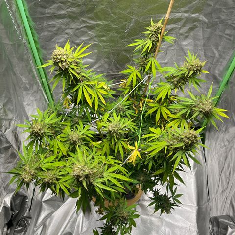 Blueberry Zkittlez Automatic growlog timeline photo