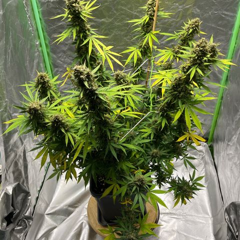 Blueberry Zkittlez Automatic growlog timeline photo