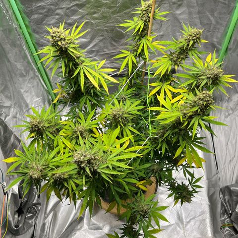 Blueberry Zkittlez Automatic growlog timeline photo