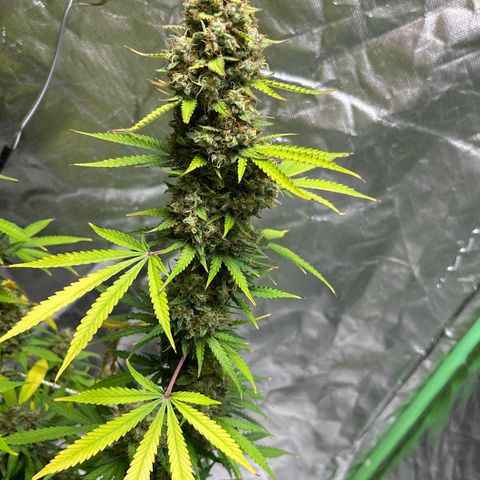 Blueberry Zkittlez Automatic growlog timeline photo