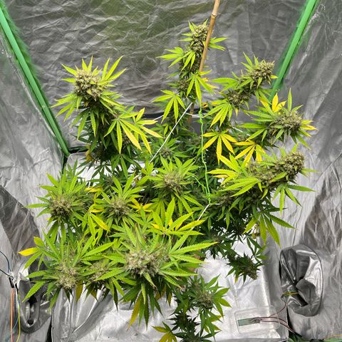Blueberry Zkittlez Automatic growlog timeline photo