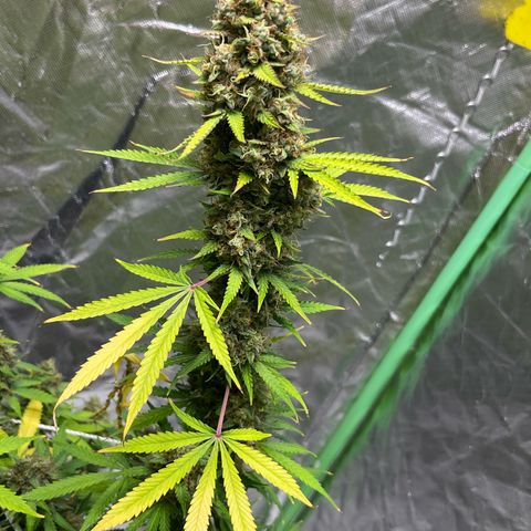 Blueberry Zkittlez Automatic growlog timeline photo