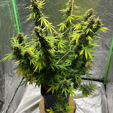 Blueberry Zkittlez Automatic growlog timeline photo