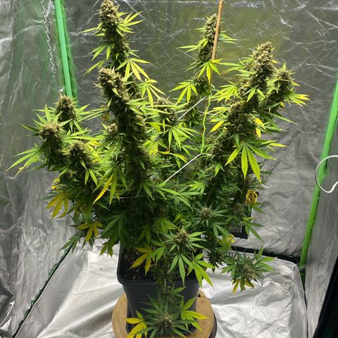 Blueberry Zkittlez Automatic growlog timeline photo