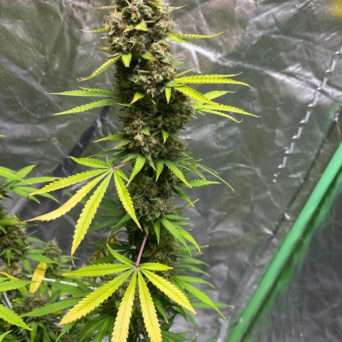 Blueberry Zkittlez Automatic growlog timeline photo