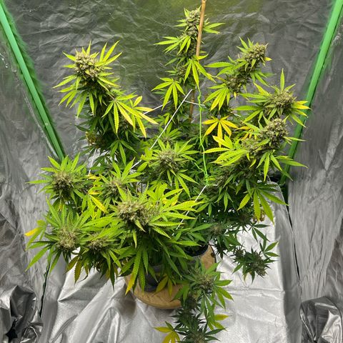 Blueberry Zkittlez Automatic growlog timeline photo