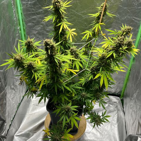 Blueberry Zkittlez Automatic growlog timeline photo