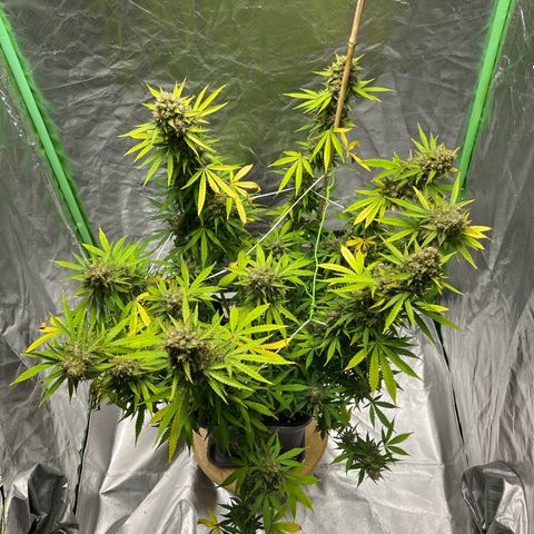 Blueberry Zkittlez Automatic growlog timeline photo