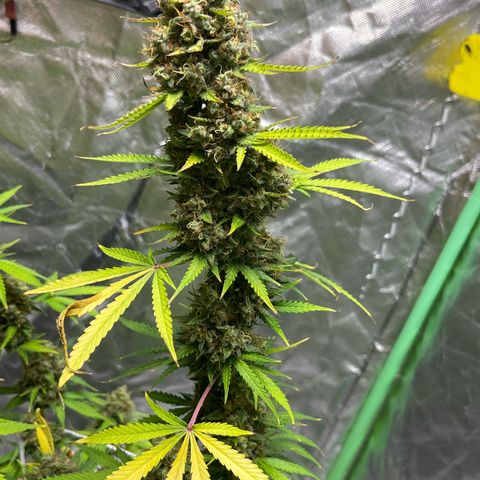 Blueberry Zkittlez Automatic growlog timeline photo