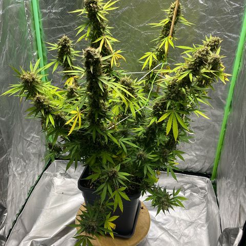 Blueberry Zkittlez Automatic growlog timeline photo